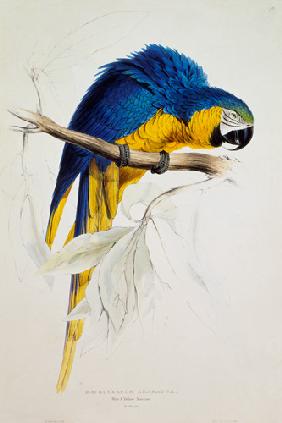 Der blau-gelbe Ara 1840