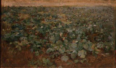 The Turnip Field von Edward Stott