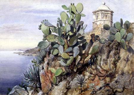 Cactus Opuntia, Monaco von Edward William Cooke