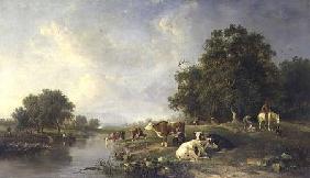 Landscape with cattle