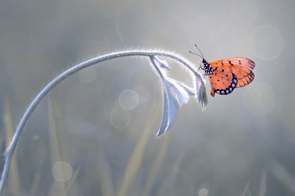 Schöner Schmetterling von Edy Pamungkas