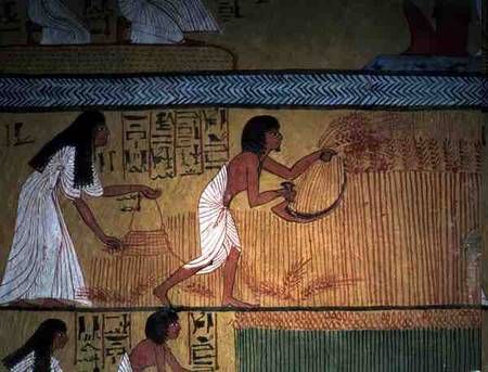 Detail of a harvest scene on the East Wall, from the Tomb of Sennedjem, The Workers' Village, New Ki von Egyptian