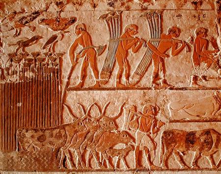 Harvesting papyrus and a group of cows, Old Kingdom von Egyptian