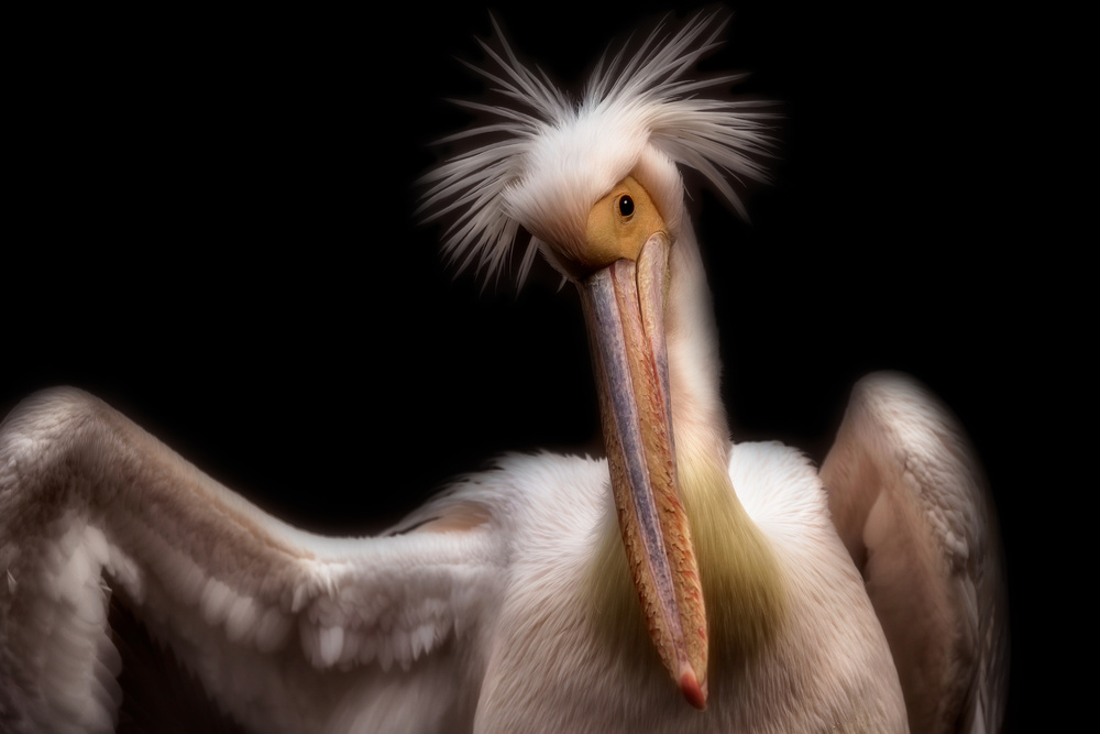 Pelikan-Porträt von Eiji Itoyama
