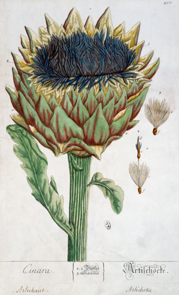 Artichoke, from 'Herbarium Blackwellianum' von Elizabeth Blackwell
