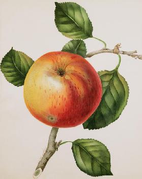 An Apple c.1835