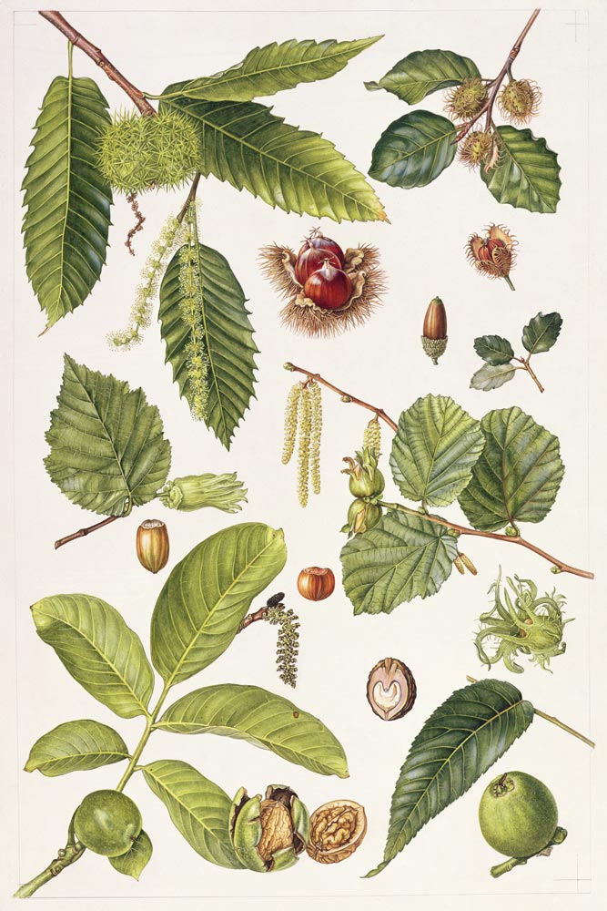 Walnut and other nut-bearing trees (w/c)  von Elizabeth  Rice