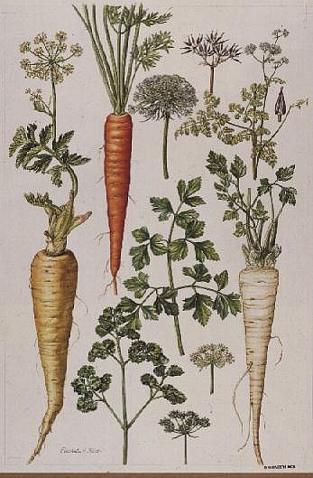 Carrot, Parsnip and Parsley (w/c)  von Elizabeth  Rice