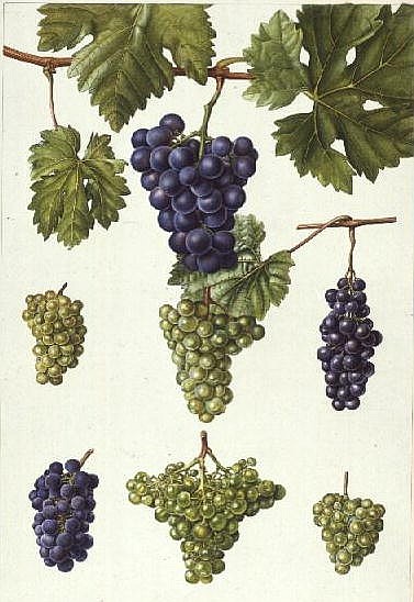 Grapes (w/c)  von Elizabeth  Rice