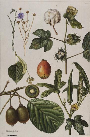 Kiwi fruit and other plants (w/c)  von Elizabeth  Rice