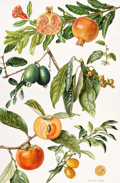 Pomegranate and other fruit (w/c)  von Elizabeth  Rice