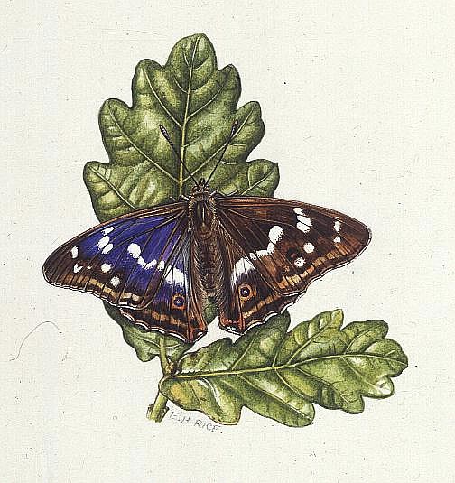 Purple Emperor Butterfly on Oak leaves (w/c)  von Elizabeth  Rice