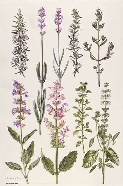 Rosemary and other herbs (w/c)  von Elizabeth  Rice