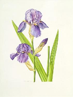 Iris (w/c) 