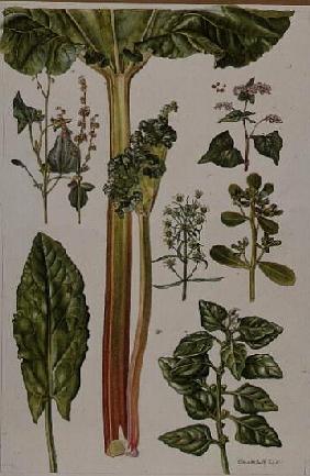 Rhubarb and other plants (w/c) 