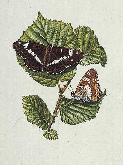 White Admiral Butterfly on Hazel leaves (w/c)  von Elizabeth  Rice
