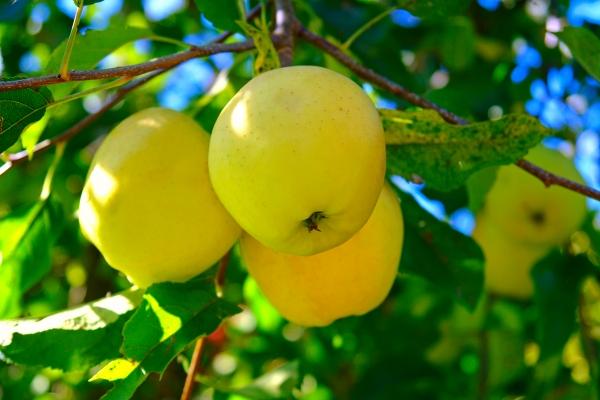 Makellose Äpfel Golden Delicious von Elke Ursula Deja-schnieder