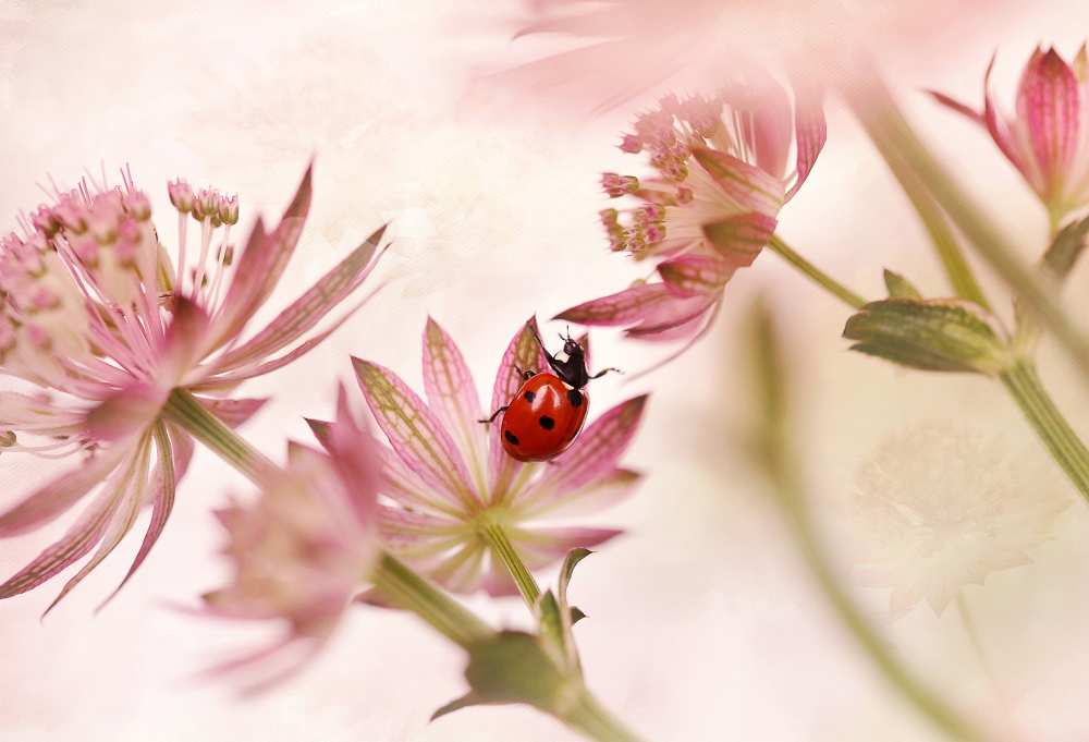 Ladybird and pink flowers von Ellen Van Deelen