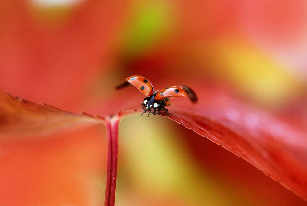 Ladybird in autumn von Ellen Van Deelen