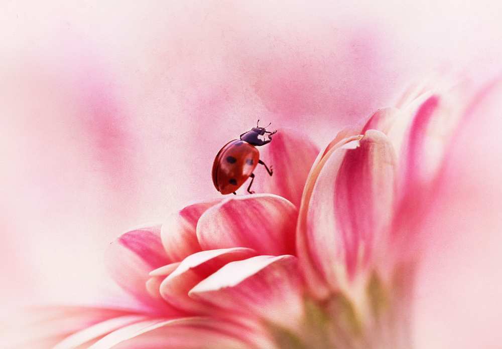Ladybird on Gerbera von Ellen Van Deelen