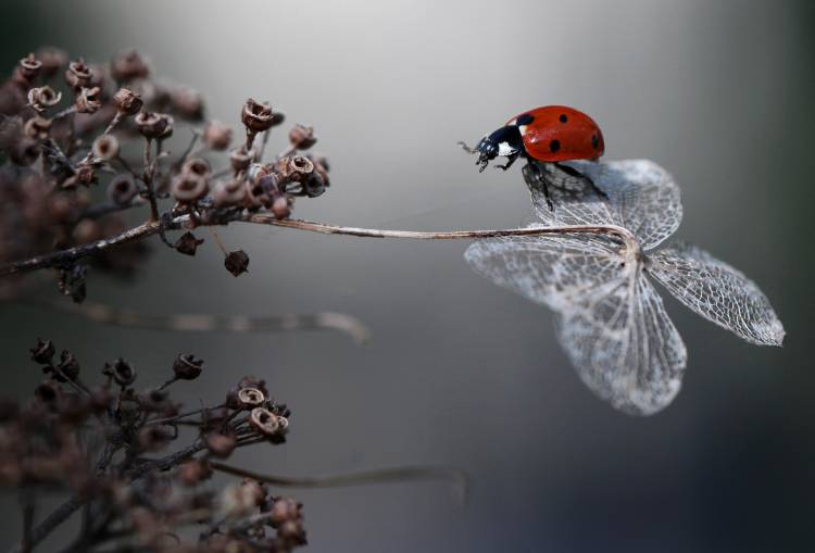 Ladybird on hydrangea. von Ellen Van Deelen