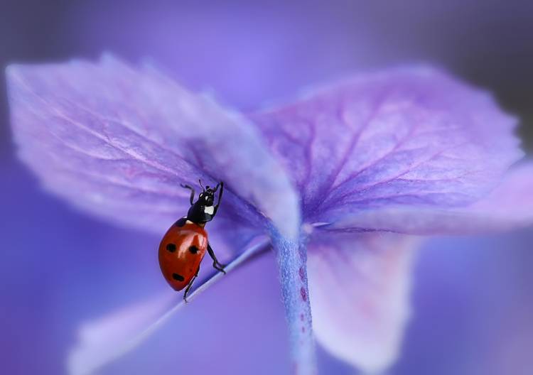 Ladybird on purple hydrangea von Ellen Van Deelen