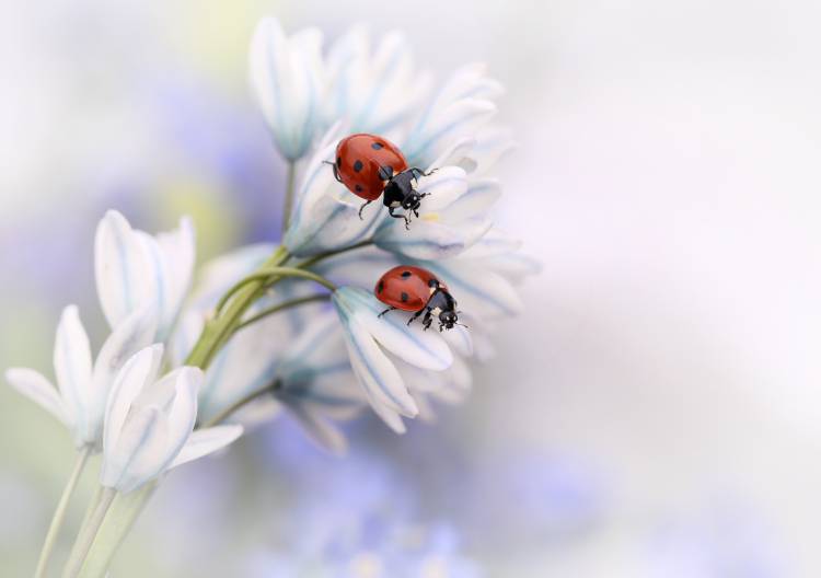 Ladybirds von Ellen Van Deelen
