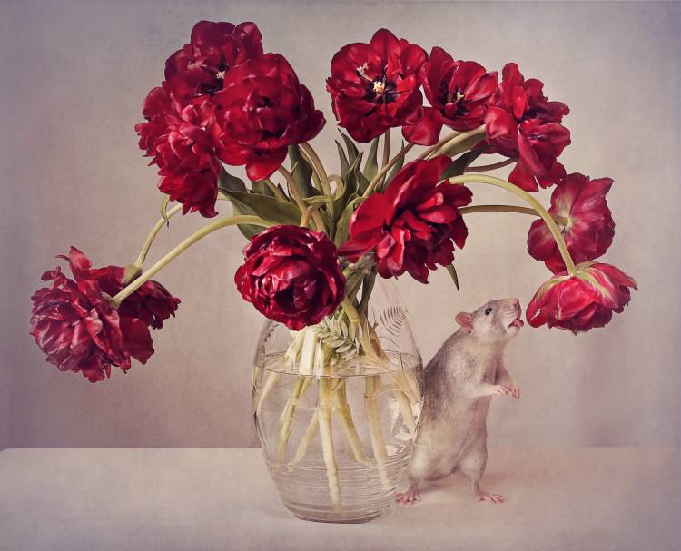 Still life with tulips :) (Expensive vase.....uploaded for the weekly theme "Expensive" von Ellen Van Deelen
