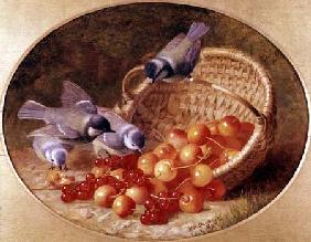 Bluetits pecking at cherries 1897
