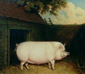 A Pig in its Sty 1879