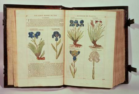 Iris (Flowers de-luce), six varieties from 'The First Booke of the Historie of Plants' von Emilie Gerard