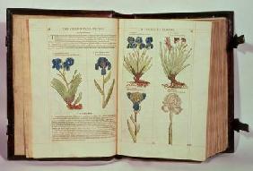 Iris (Flowers de-luce), six varieties from 'The First Booke of the Historie of Plants'