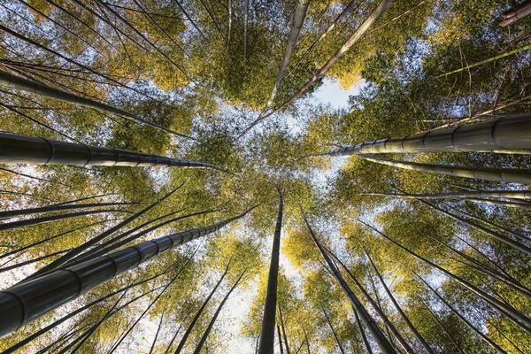 Bamboo Grove von Emmanuel Charlat