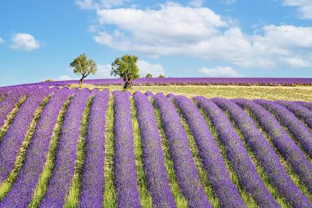 Provence Landscape 2020