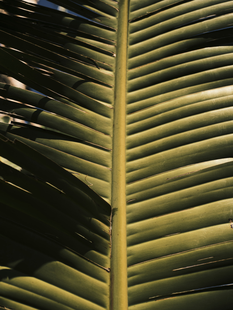 Palmblatt von engin akyurt