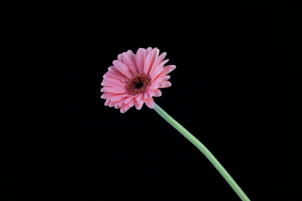 schöne Blume vor schwarzem Hintergrund von engin akyurt