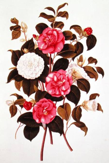 Camellia (double white and striped) from "A Monograph on the Genus of the Camellia" von English School