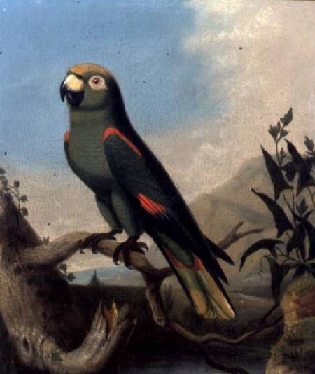 A Green Parrot on a Branch (panel) von English School