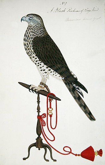 Indian Sparrow-Hawk von English School