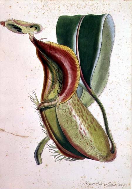 Pitcher plant: Nepenthes villosa (insect eating), signed H.K von English School
