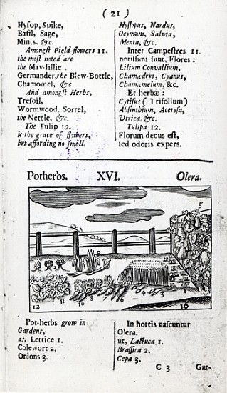 Plant Husbandry from ''Orbis sensualism pictus'' Johann Amos Comenius, published c.1689 von English School