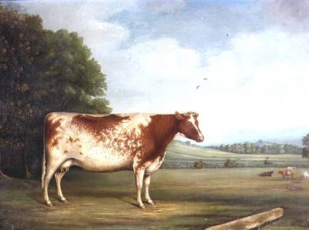 A Prize Shorthorn Cow in a Landscape von English School