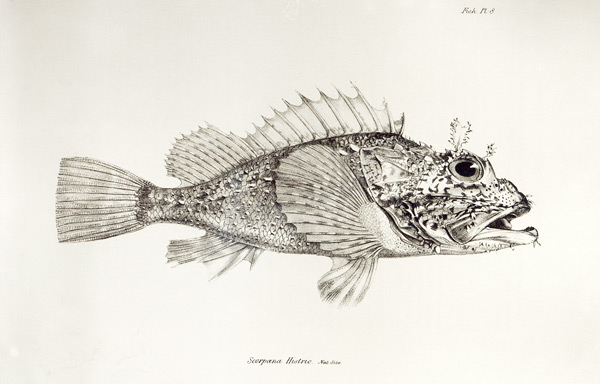 Scorpion Fish, plate 8 from ''The Zoology of the Voyage of H.M.S Beagle, 1832-36'' Charles Darwin von English School