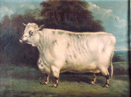 A shorthorn cow von English School