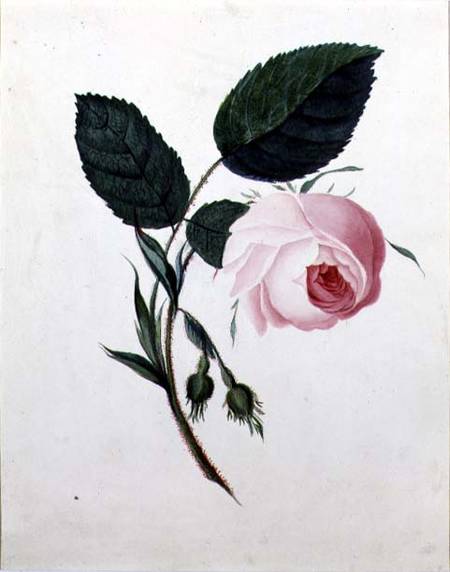 Study of a Pink Rose von English School