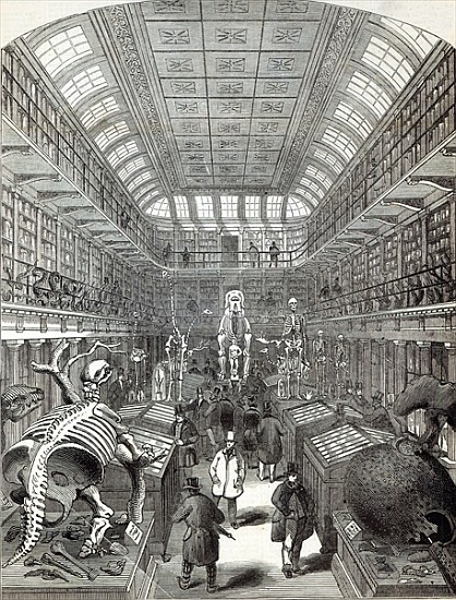 The Hunterian Museum, at the Royal College of Surgeons, from ''The Illustrated London News'', 4th Oc von English School