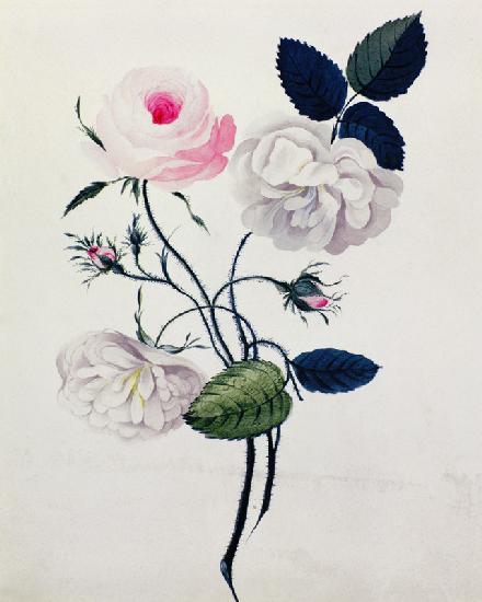 Study of White and Pink Roses c.1820  on