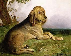 A Bloodhound in a Landscape