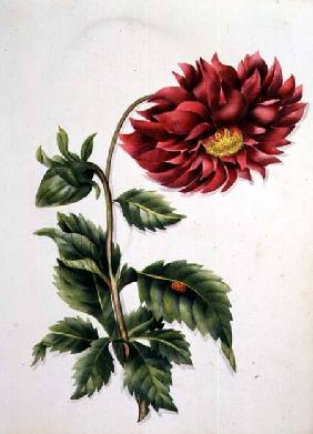 Chrysanthemum, from "Flowers" an English Botanical Manuscript (c.1840)  c.1840