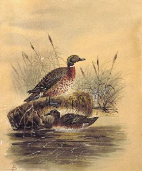 Two Ducks by a Reeded Bank c.1890  on